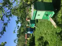 продажа пчелосемьи