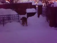 отдам даром, фотография 2