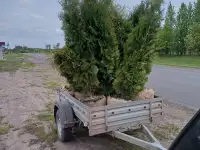 Туя западная Смарагд фото реальные., фотография 11