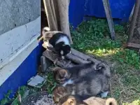 Отдам в добрые руки
