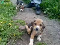 Продаю щенков охотничьей породы!!!