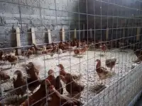 Куры несушки, фотография 3