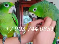 Амазон Мюллера (Amazona farinosa) ручные птенцы из питомника
