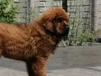 Продаются шикарные тибетские мастифы, фотография 4