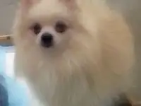 мини мальчик шпиц
