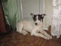 Отдам щенка в добрые руки