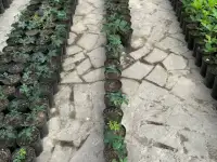 Саженцы Конский каштан, фотография 4
