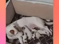 Самые красивые щенки Джек Рассел