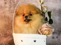 Счастье в дом, фотография 5