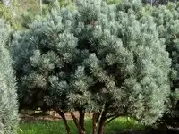 Сосна обыкновенная ватерери (pinus sylvestris watereri) (100-120см, саженец конт. 130л)