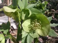 Морозник кавказский. семена, саженцы, сухое сырьё.