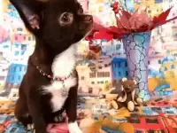 щенки чихуахуа