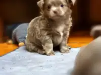 Щенки