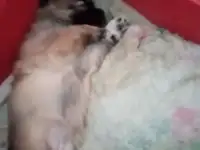 Щенки