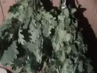 Здоровье