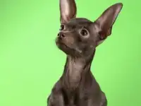 Очаровательные щенки русского тоя !!!, фотография 7