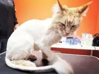 Стрижка собак, стрижка кошек, фотография 2