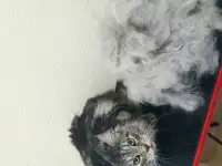 Стрижка животных