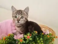 Котята в добрые руки, фотография 3