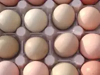 Домашнее яйцо кур уток цесарок