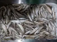 Корюшка MIX: 12-22 см (блок 11 кг) 200