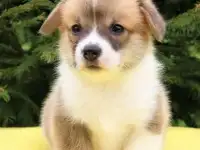 щенки вельш корги пемброк