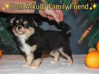 Красавчик Чихуахуа