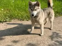 Найдена собака в Ногинском районе