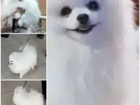 Шпиц вязка