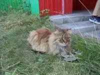 кошка в добрые руки