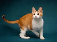 Персиковое чудо Китти, милый, нежный котенок в добрые руки, фотография 2