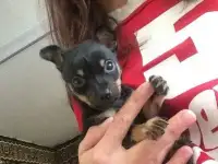 той терьер