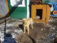 Замечательные собакены ищут хозяев