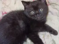 Шотландские девочки