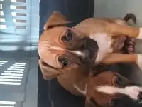 Щенок