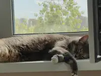 Кошка, фотография 4