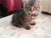 От турецкой ангоры отдам котят в добрые руки, фотография 2