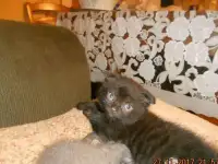британские  котятки