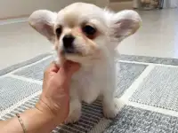 очаровательный мальчик чихуахуа, фотография 2