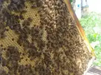 продажа пчелопакетов