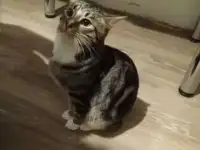 Отдам в хорошие руки