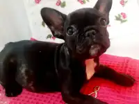 щенки французского бульдога, фотография 2