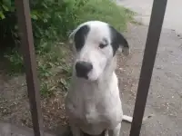 Отдам собаку
