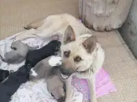Щенки