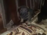 Щенки