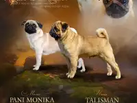 МОПС - щенки
