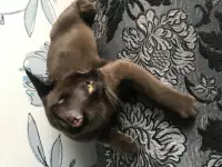 Котёнок Европейской бурмы, фотография 5