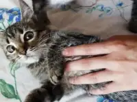 Котята спешат покорить ваше сердечко!, фотография 3