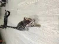 Бенгальские котята, фотография 7