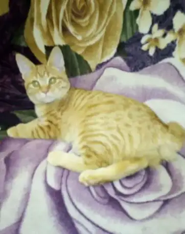 Котята курильские бобтейлы, клубные, фотография 1